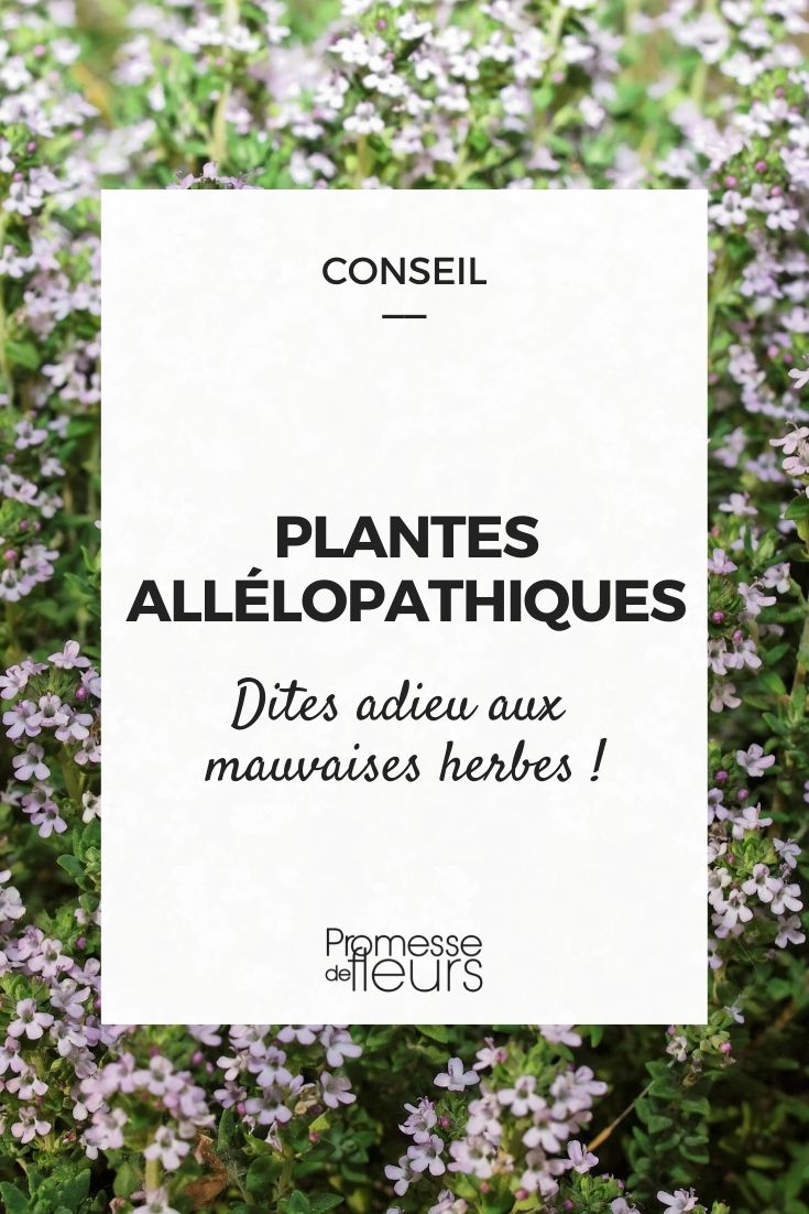 Allelopathic young plants (1) Natural Weed Control: Allelopathic Young Plants