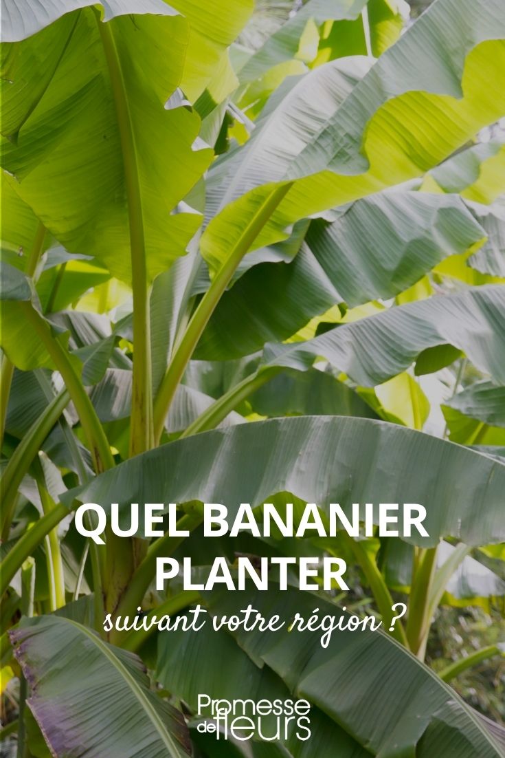 Which Banana Tree to Plant