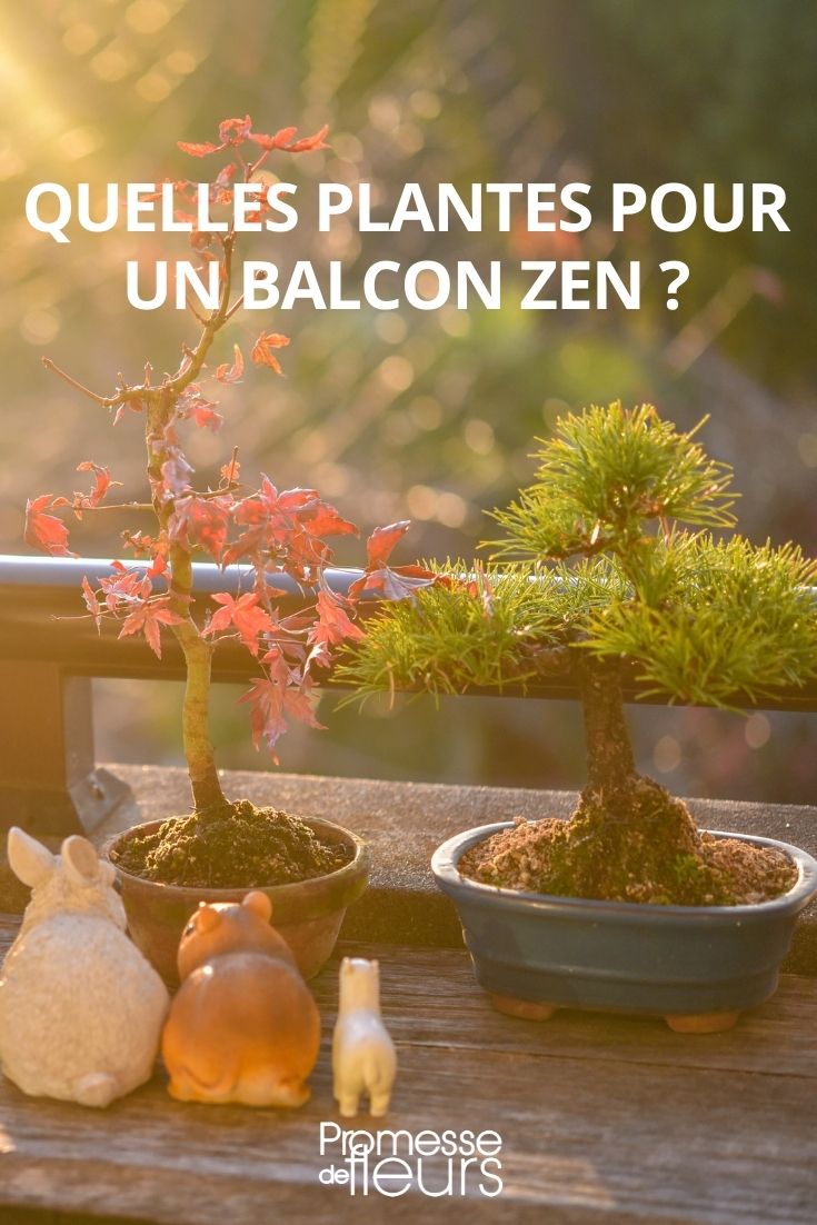 Which Young Plants for a Zen Balcony? Which Young Plants for a Zen Balcony?
