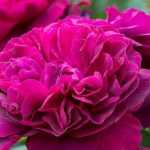 7 David Austin English roses with red flowers