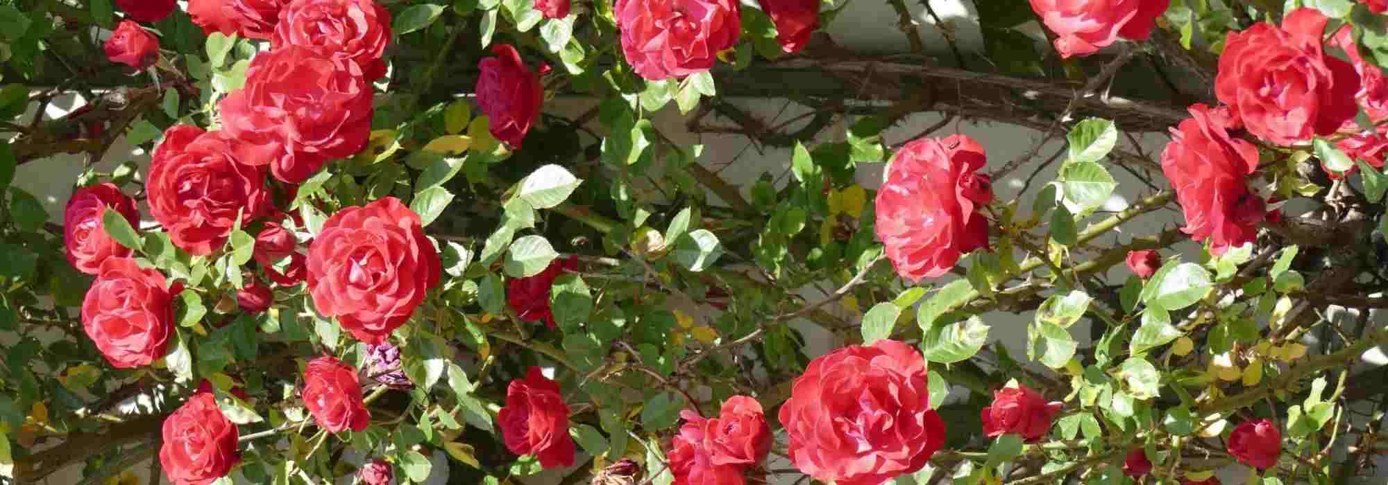 7 climbing roses with red flowers