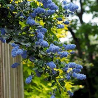 When and how to prune a Ceanothus?