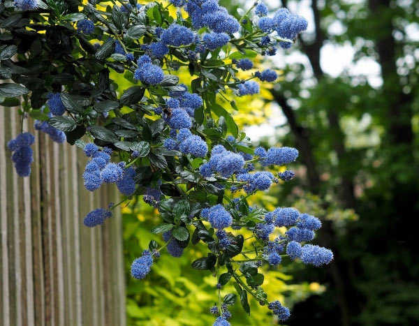 When and how to prune a Ceanothus?