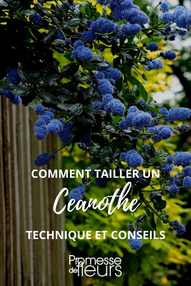 Pruning Ceanothus