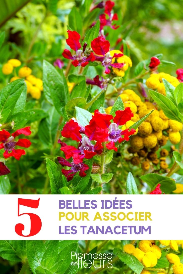 tanacetum-associate