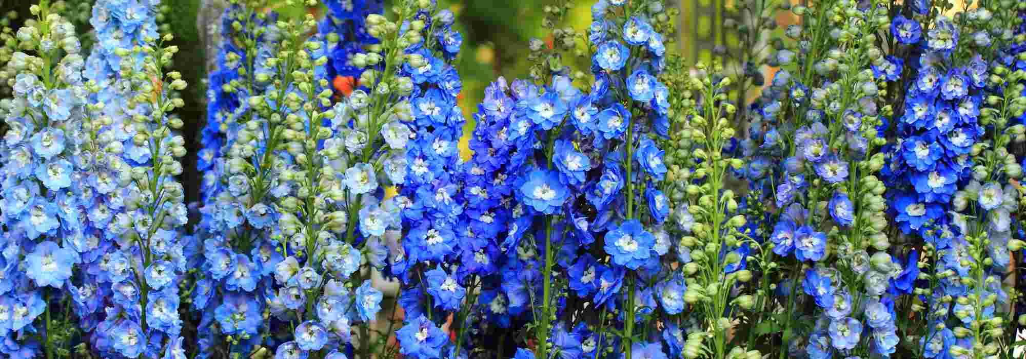 6 late-flowring spring perennials