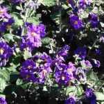 How to winter the solanum?