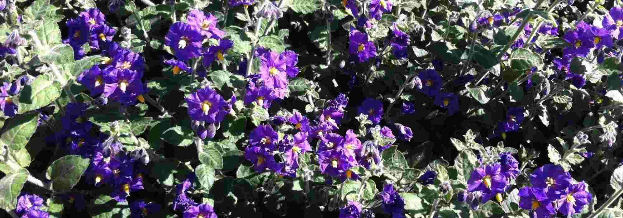How to winter the solanum?