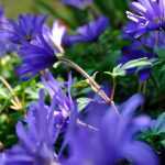 Associate the Blanda Anemones