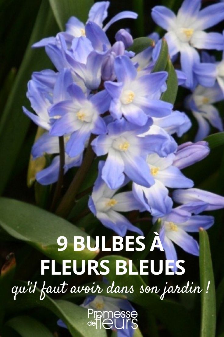 9 blue flower bulbs 9 blue flower bulbs