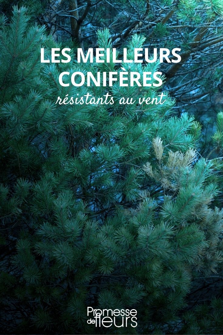 9 Wind-Resistant Conifers