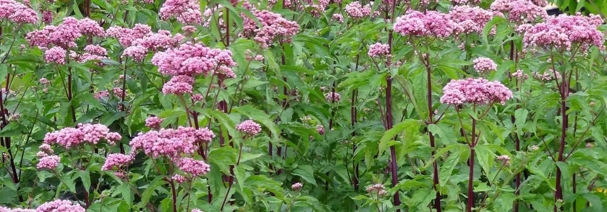 Associating Eupatoriums