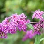 10 shrubs with long flowering