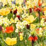 Spring bulbs: 6 ideas for pairing them