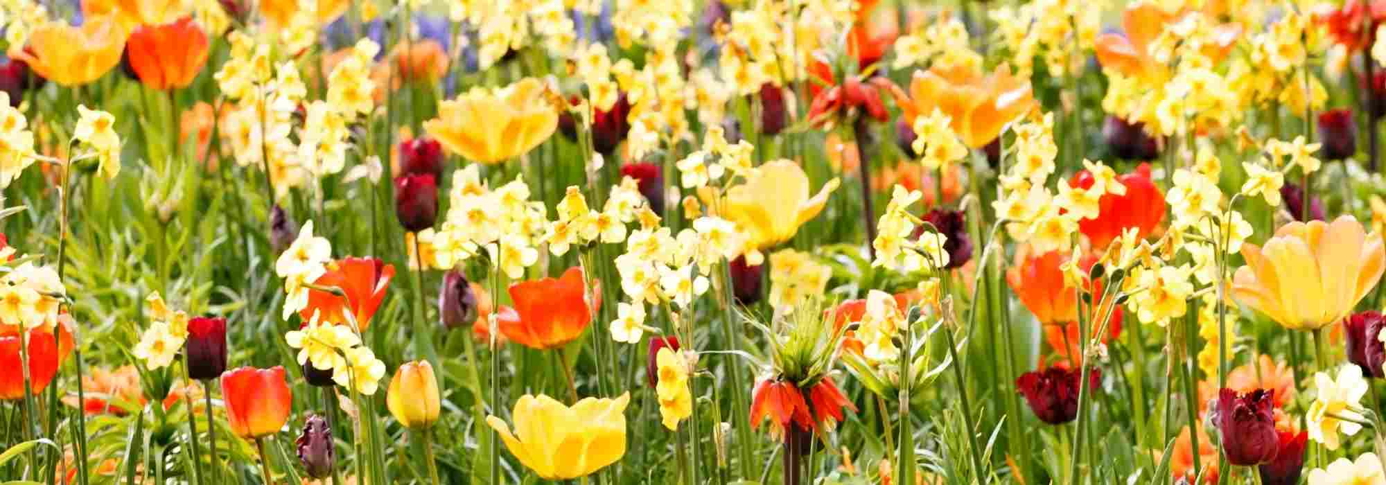 Spring bulbs: 6 ideas for pairing them