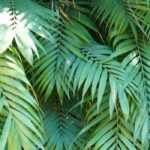 Chamaedorea: Planting and Care