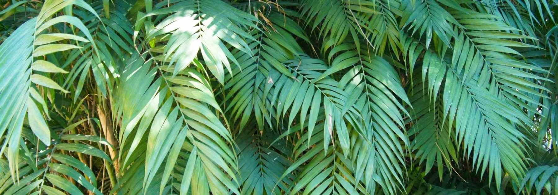Chamaedorea: Planting and Care