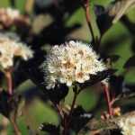 Choosing a Physocarpus