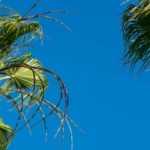 Copernicia: Planting and Care