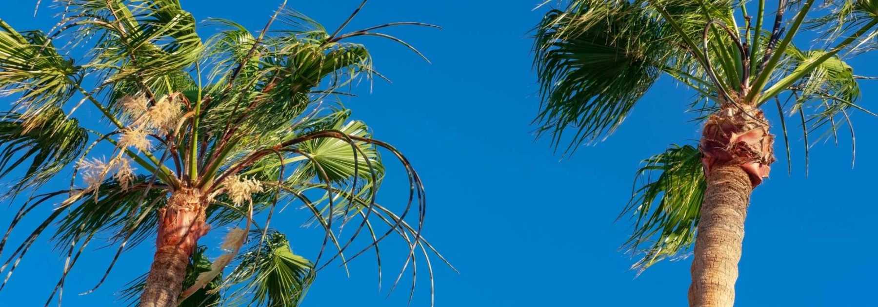 Copernicia: Planting and Care