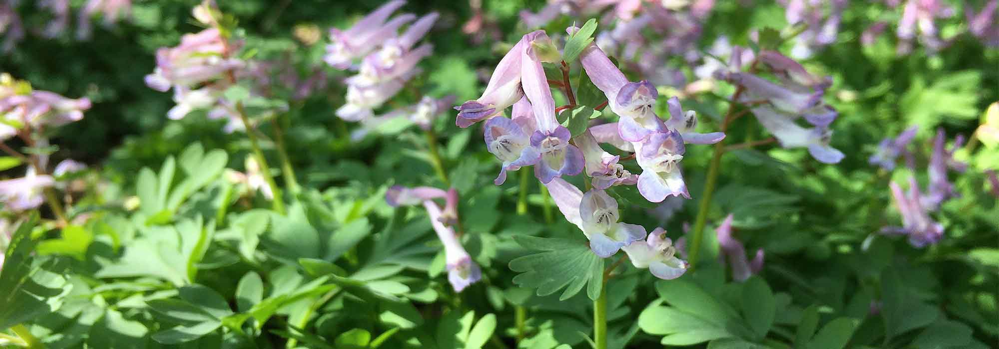 Associate the Corydalis