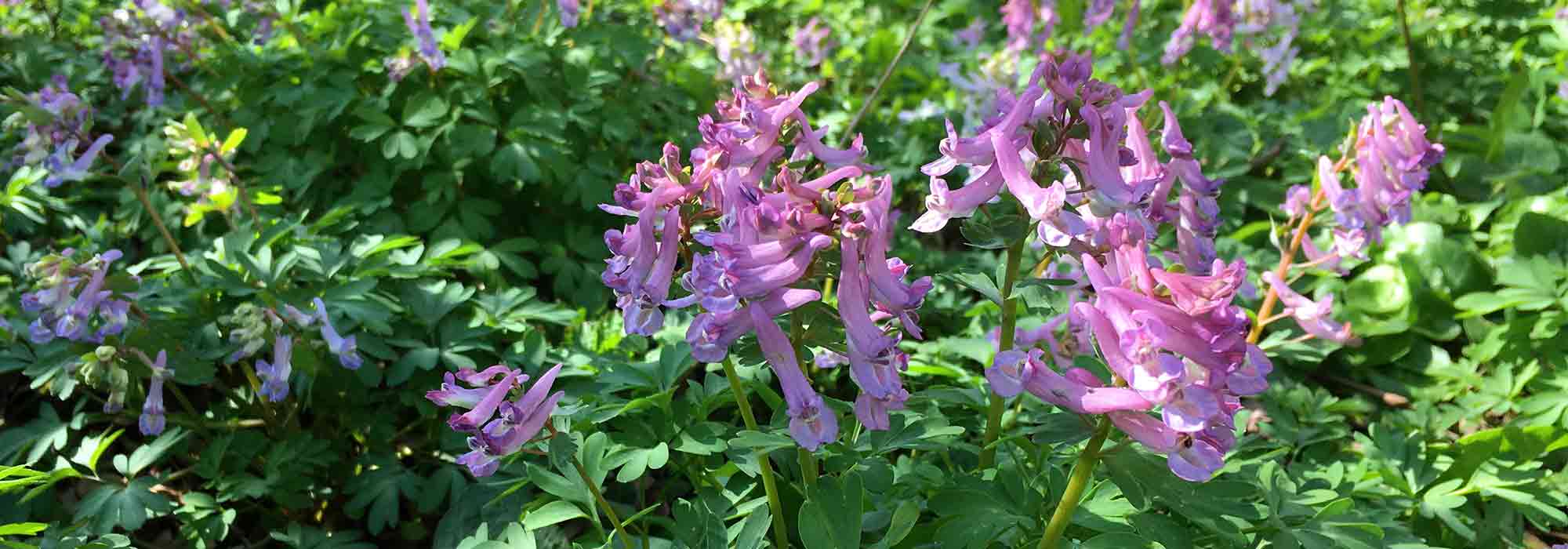 Choosing a Corydalis