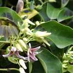 Growing Stauntonia in pots