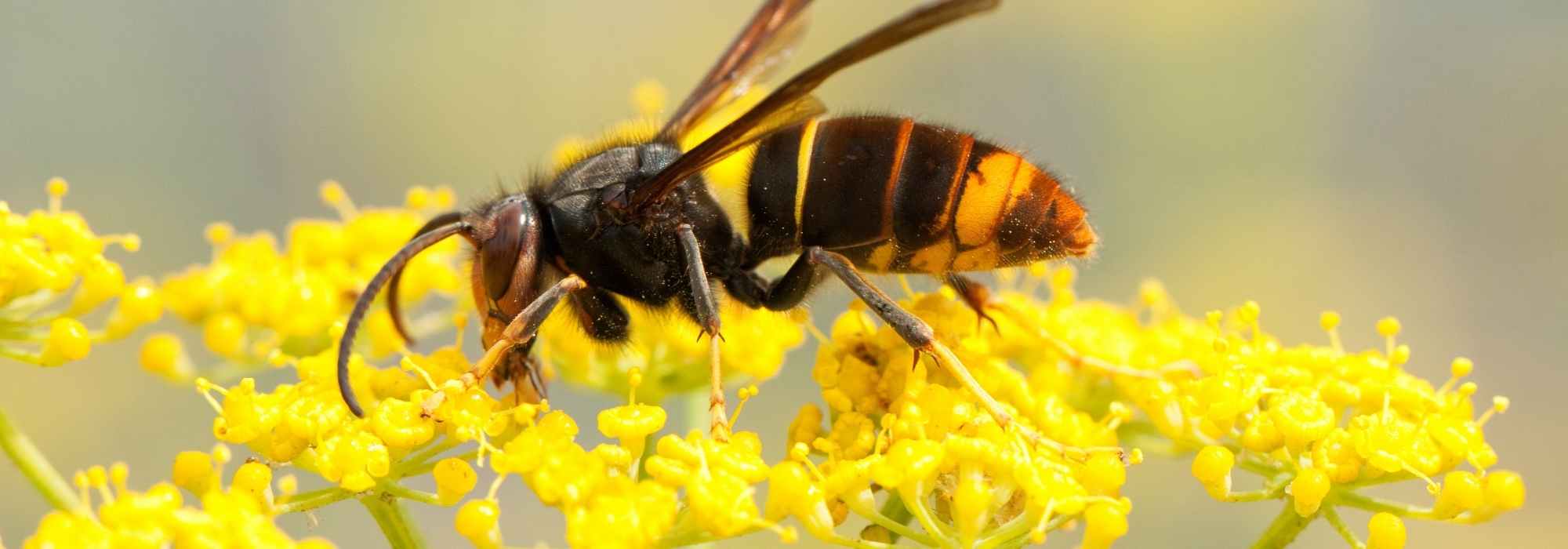 Invasive or exogenous animal species