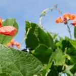 The Scarlet Runner Bean: Sowing, Growing and Harvesting