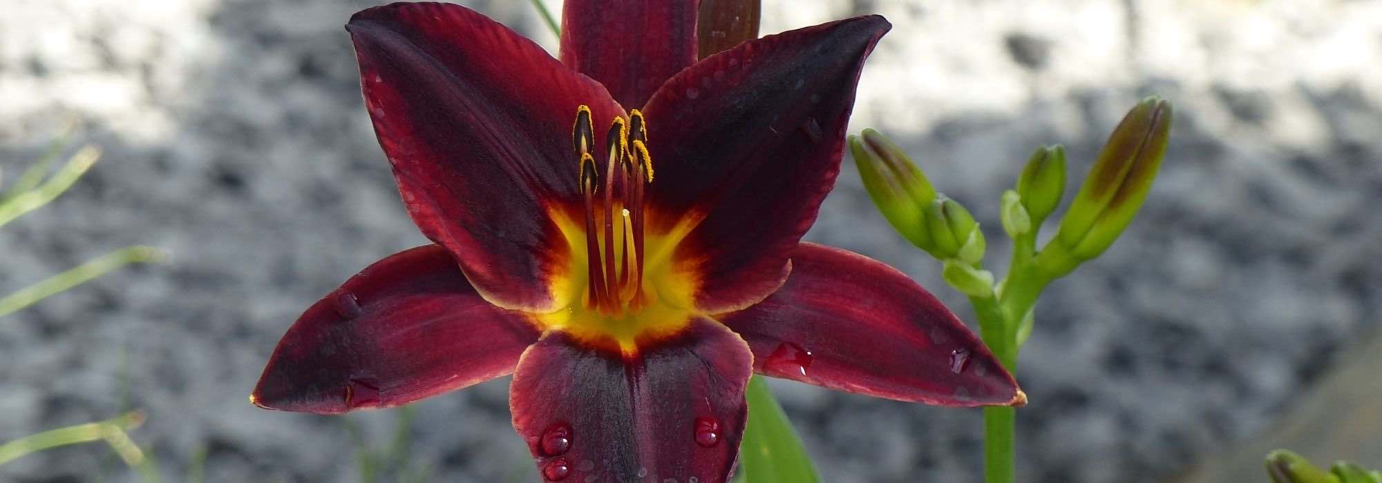 7 dwarf daylilies for borders