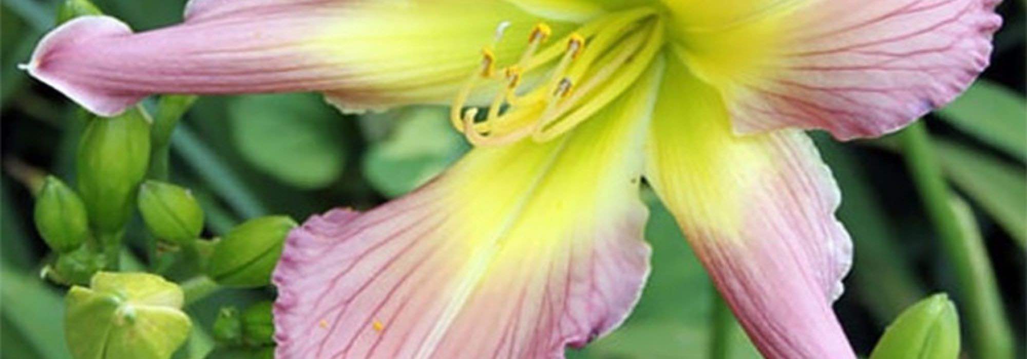Collection Daylilies: the Most Beautiful Varieties
