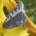 6 Fragrant Daylilies