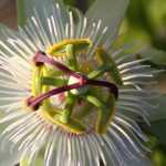 Diseases and pests of passionflowers