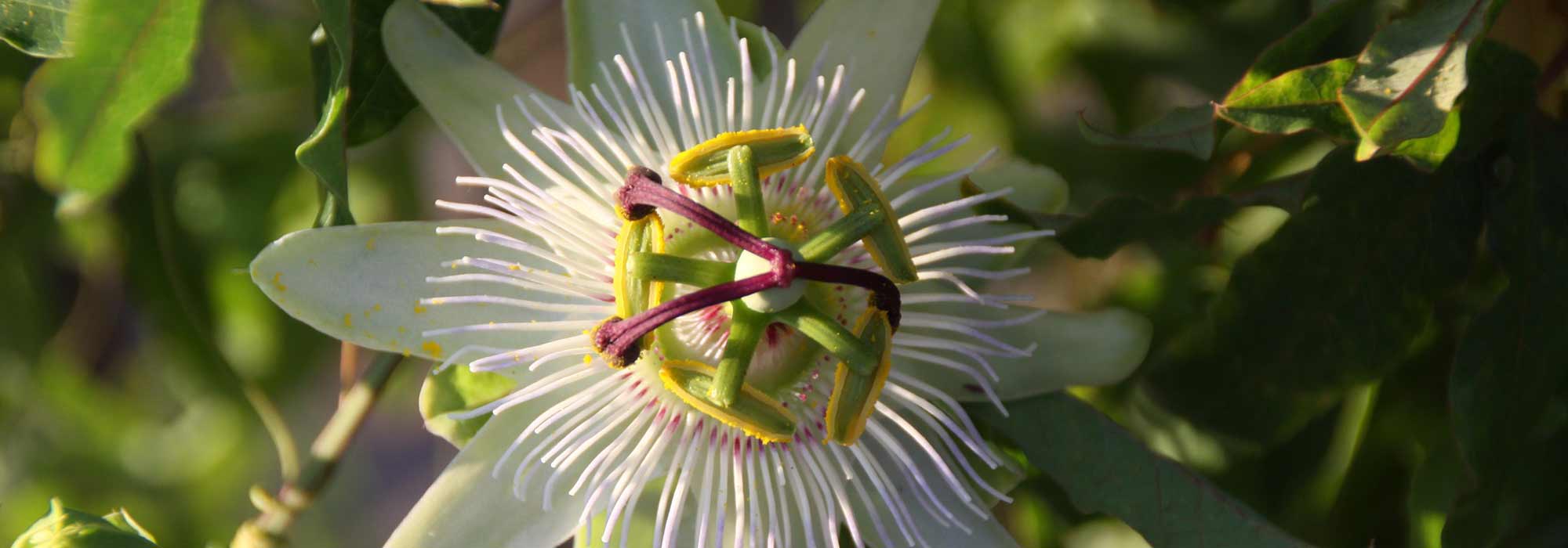 Diseases and pests of passionflowers