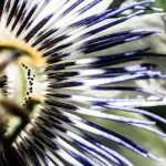 Passionflower: The Hardiest