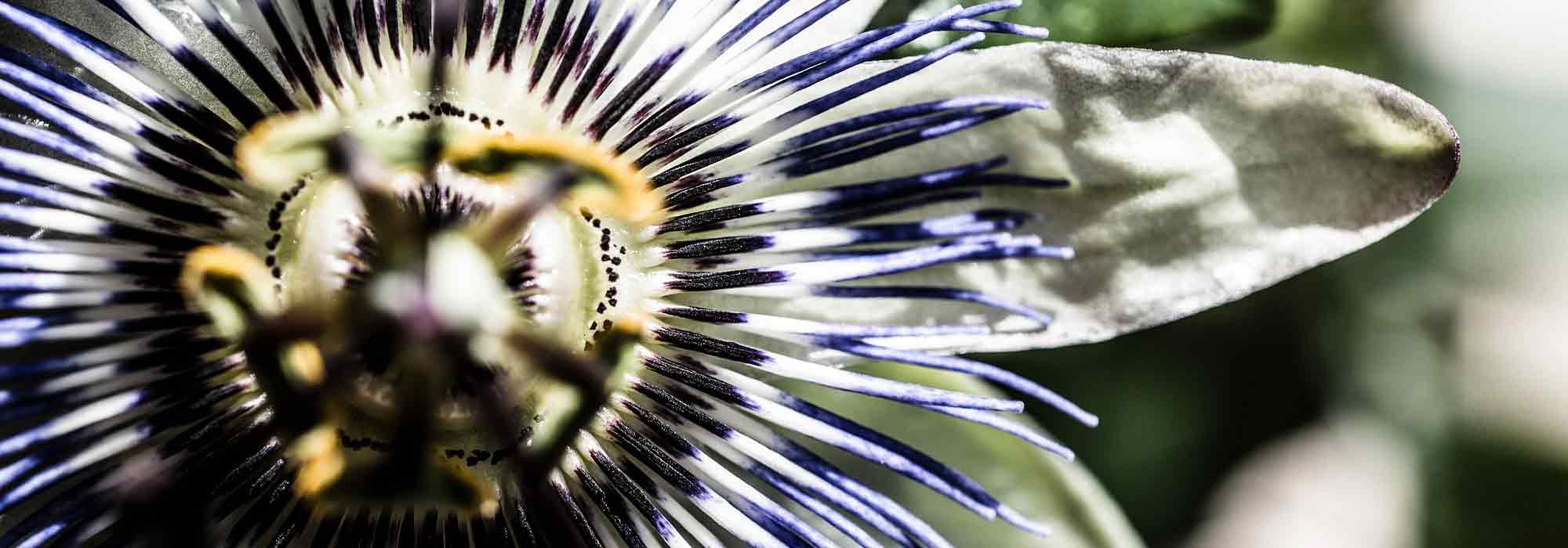 Passionflower: The Hardiest