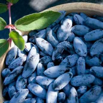 Harvesting and preserving May berries