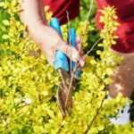 When and how to prune barberry?