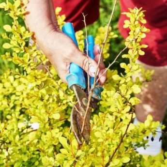 When and how to prune the berberis?