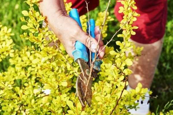 When and how to prune the berberis?