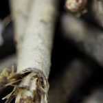 Scorzonera: Sowing, Care and Harvest