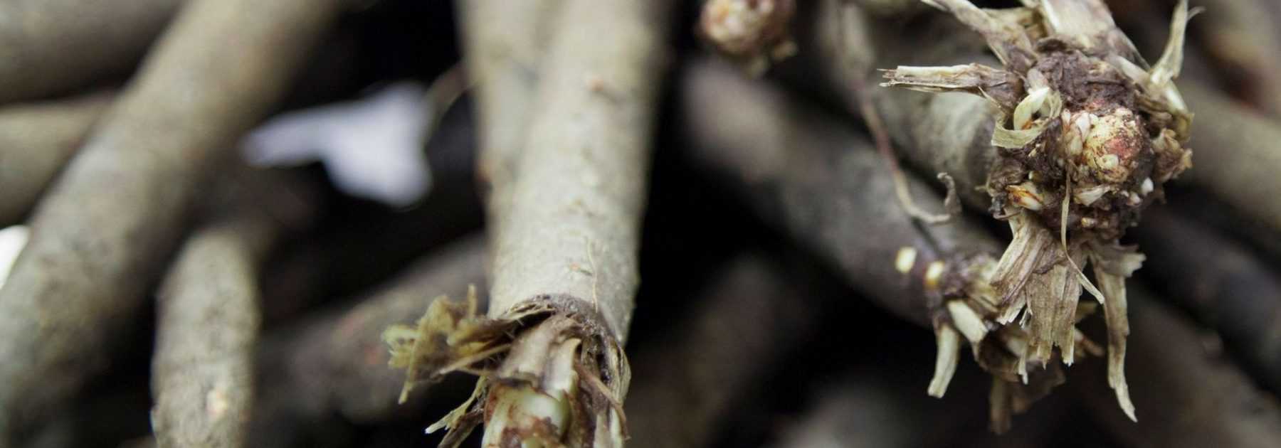 Scorzonera: Sowing, Care and Harvest
