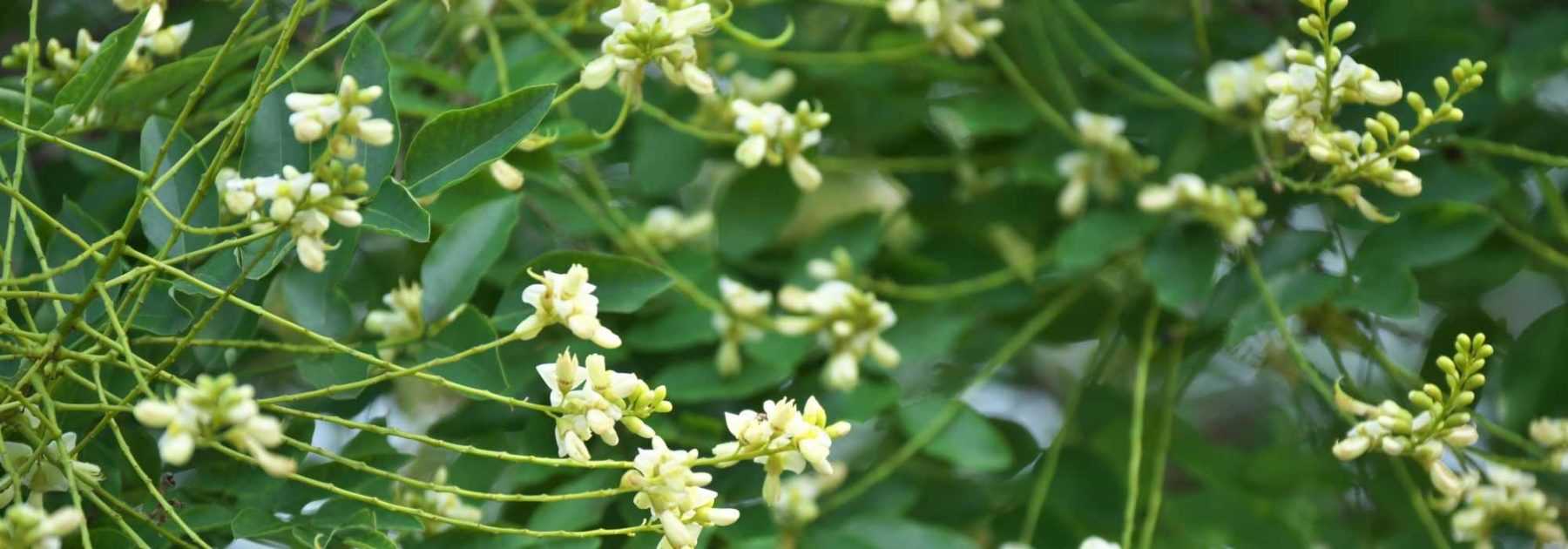Sophora: Planting and Growing