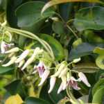 Stauntonia: 6 Successful Companion Planting Ideas