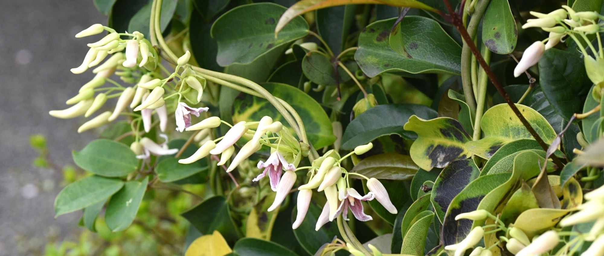 Stauntonia: 6 Successful Companion Planting Ideas