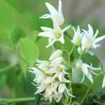 The Stauntonia: Planting, Growing and Caring for Your young plant