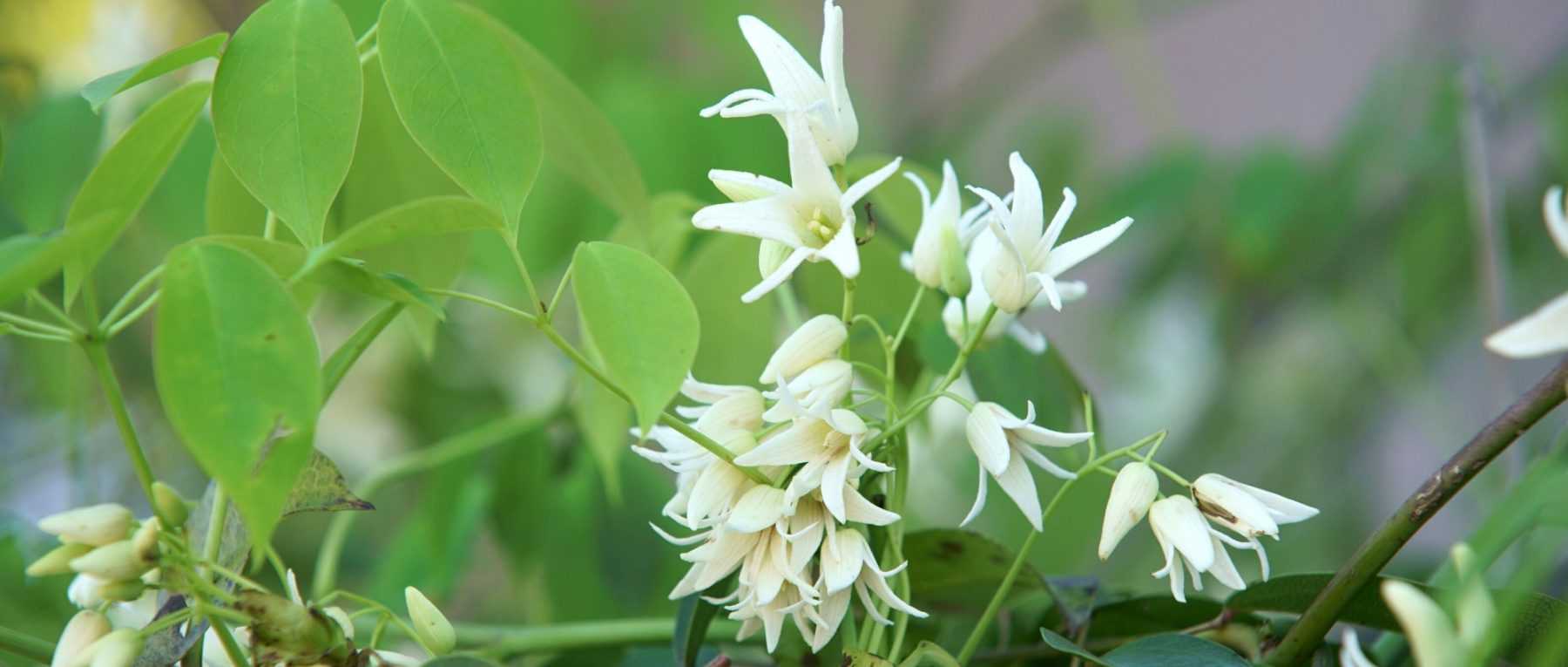 The Stauntonia: Planting, Growing and Caring for Your young plant