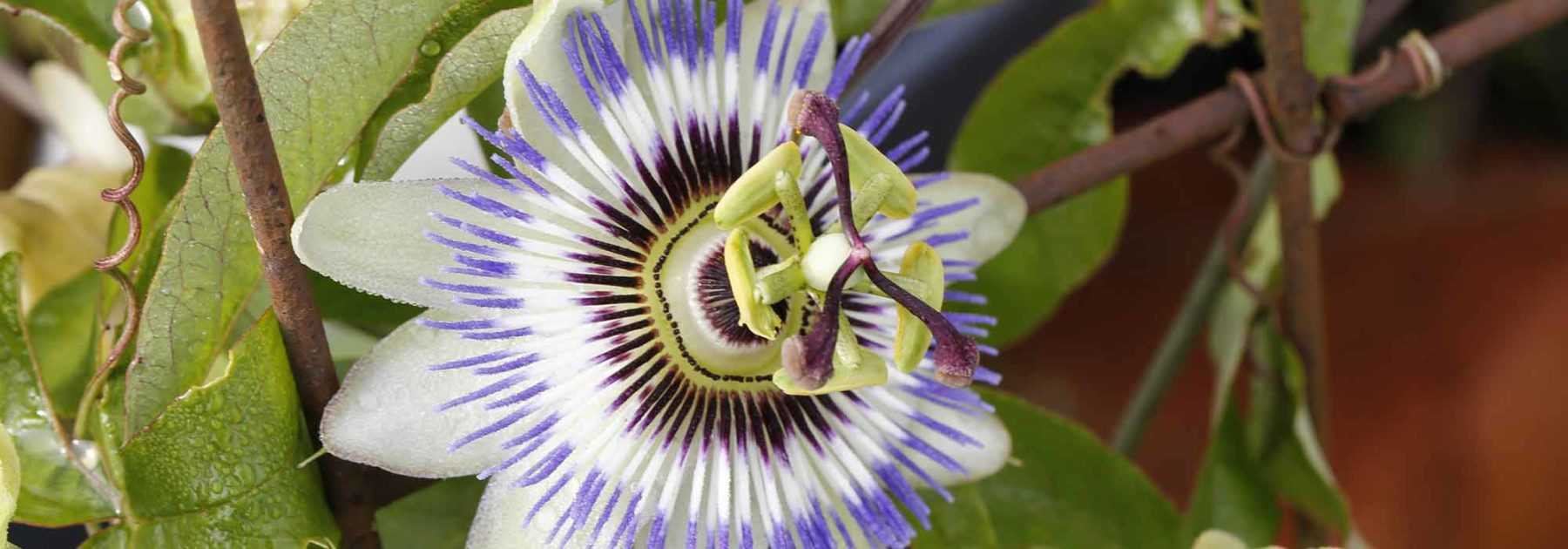 Pruning and training the passionflower