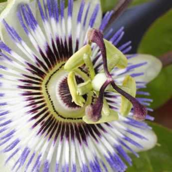 Pruning and training the passionflower