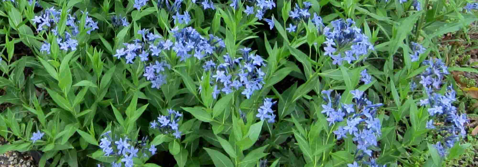 Associate Amsonia